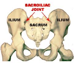 anatomy pics of pelvis and sacroiliac joint. It hurts when I run.