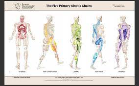 The 5 Primary Kinetic Chains